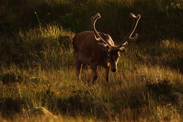 Hirsch in Schottland
