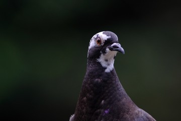 portrait of pigeon