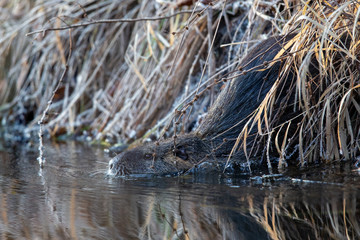 Nutria (Myocaster coypus) feeding on a fat ball in the nature protection area Moenchbruch near Frankfurt, Germany.