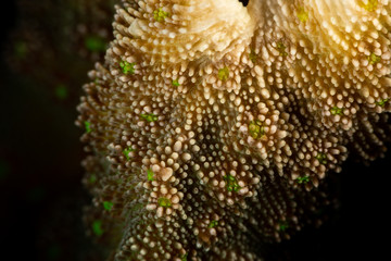 Corals are marine invertebrates within the class Anthozoa of the phylum Cnidaria