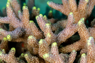 Corals are marine invertebrates within the class Anthozoa of the phylum Cnidaria