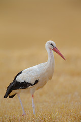 White Stork (Ciconia ciconia) searching for food on a stubble field near Frankfurt, Germany.