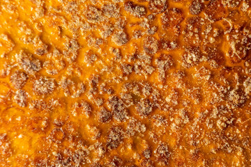 Corals are marine invertebrates within the class Anthozoa of the phylum Cnidaria