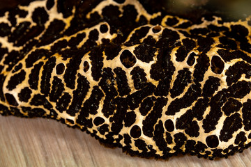 Corals are marine invertebrates within the class Anthozoa of the phylum Cnidaria