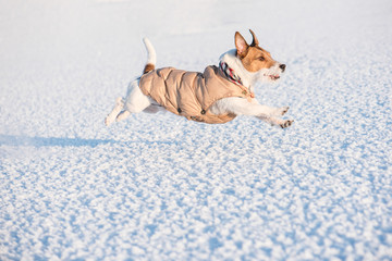 Dog wearing winter warm clothing running on snow (side view)