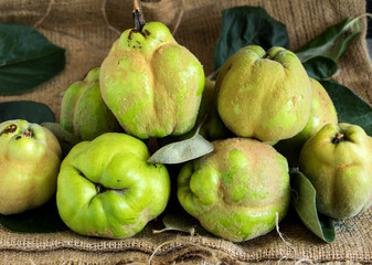 quitten, golden leuchtende herbtfrüchte