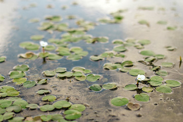 small water lilies and algae in the pond.	
