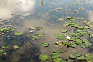  small water lilies and algae in the pond.
