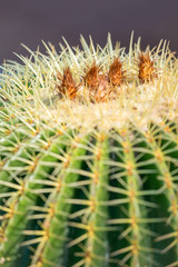 cactus plants during flowering showing brown buds and thorns