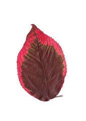 Autumn Leaves Botanical Isolated
