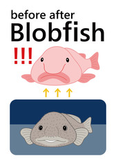 ブロブフィッシュ ニュウドウカジカ ビフォーアフター セット ベクター イラスト