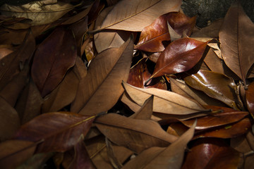 autumn leaves background