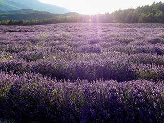 Naklejka premium lavandes