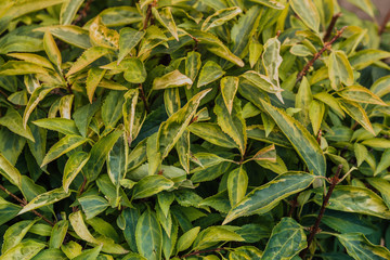 Green leaves. Green leaves background texture. Creative layout made of green leaves. Flat lay. Nature background. Green leaf texture. Leaf texture background.