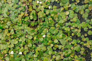  small water lilies and algae in the pond. green background