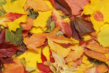 Naklejka na ściany i meble Background formed with bright autumn leaves