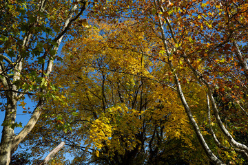 Fototapeta premium Herbst