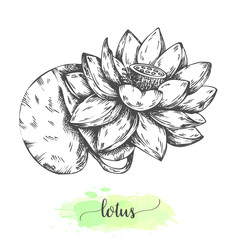 Hand drawn lotus flowers. Floral background with blooming waterlilies isolated on white. Vector illustration in vintage style. Sketch of tropical flower Outline waterlily