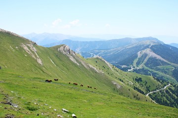 Fototapeta na wymiar Herd of horses grazing on the green slopes of the Pyrenees mountains in summer day