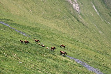 Fototapeta na wymiar Herd of horses grazing on the green slopes of the Pyrenees mountains in summer day