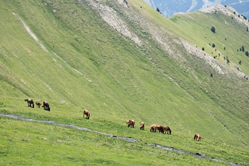 Fototapeta premium Herd of horses grazing on the green slopes of the Pyrenees mountains in summer day