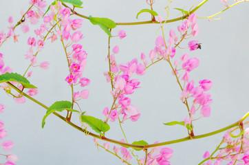 Coral Vine (or Botanic name is Antigonon leptopus) is Blooming.