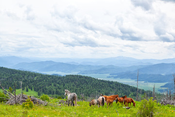 Horse grazing on mountain green mountain valley. Perfect rock landscape. Sunny meadow  with Gray and brown horses running