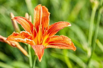 Close-up of a bright orange fiery lily flower in the garden