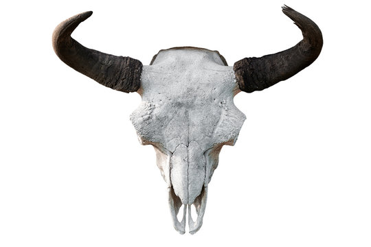 Close-up of a white cow skull with horns on a white isolated background, pitchfork on top