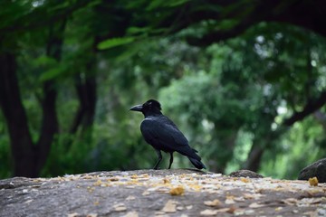 birds