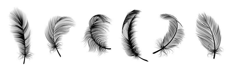 Black fluffy feather. Hand drawing vintage art realistic quill feathers for pen detailed isolated vector set