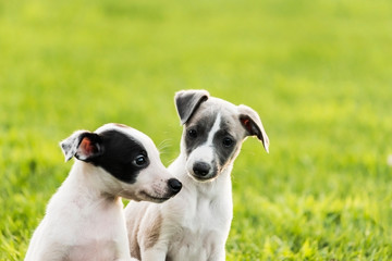 dogs on grass