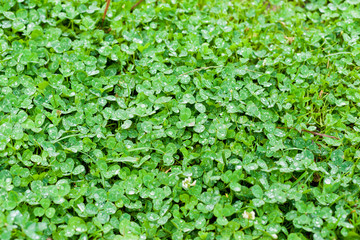 Background from plant clover four leaf. Irish traditional symbol. St.Patrick Day.