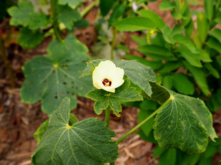 Okra flowers bloom in the morning 