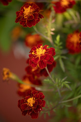 Marigold Flower