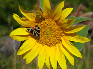 tournesol et papillon