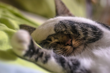 Sleeping cat