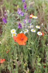 wildflowers poppies daisies and cornflowers in the field
