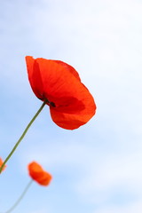 Obraz premium red field poppy on a background of blue sky