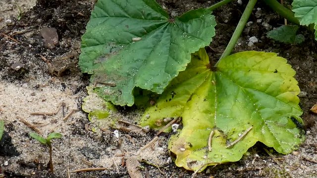 Young toad hops around in a beach garden.