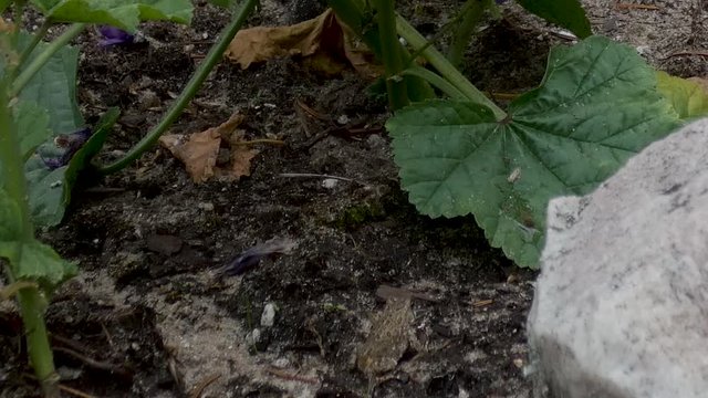 Young toads hop around in a beach garden.