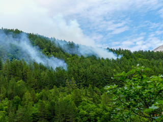 feu de forêt