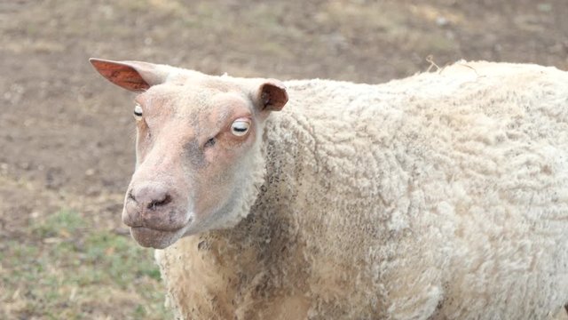 Portrait of a chamoise sheep, a French breed raised for its meat.