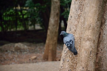 birds