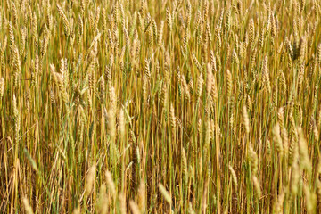 Photograph of a wheat field, yellow ears of corn.
