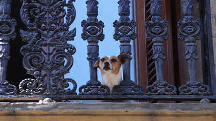 Perro en balcon