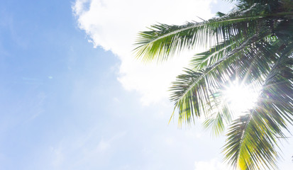 Summer time Coconut tree on blue sky Clouds on background, with copy space for your text.