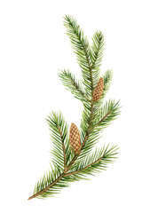 Fototapeta premium Watercolor vector green spruce branch with cones, Christmas tree.