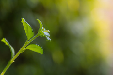 Soft shoots of green leaves  bokeh as a blurred background.soft focus..
