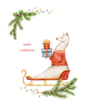 Watercolor vector Christmas card Llama or alpaca and fir branches.